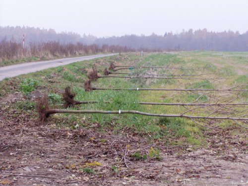 zakládání biokoridorů a biocenter 1