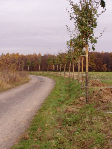 zakládání biokoridorů a biocenter 5