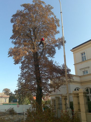 kácení stromů ve ztížených podmínkách 1