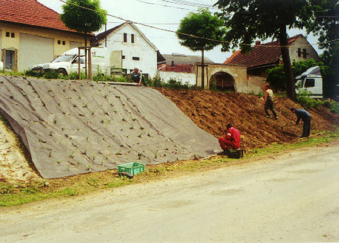 výsadba dřevin 2